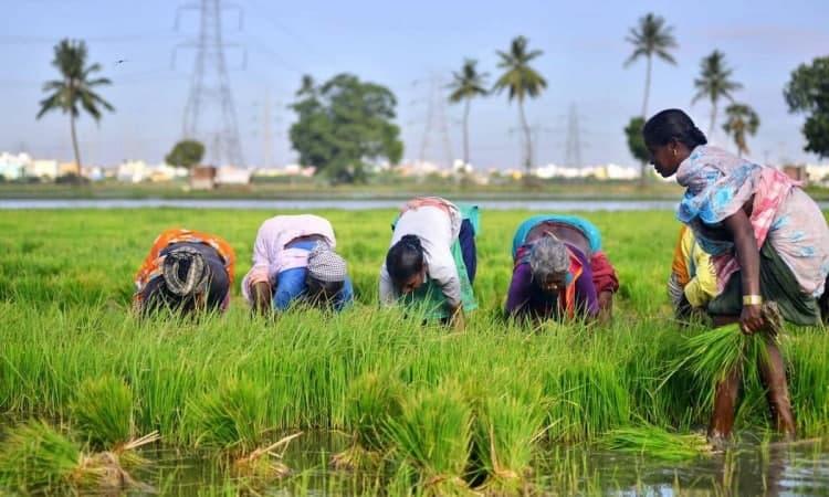 Informers write in Canada that in the opinion of Canadian farmers, the infectious modification coronavirus may be exceedingly detrimental for the food-production